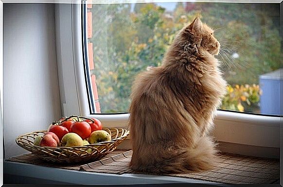 cat in a window