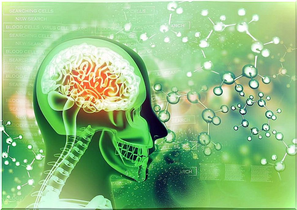 brain showing the effects of folic acid