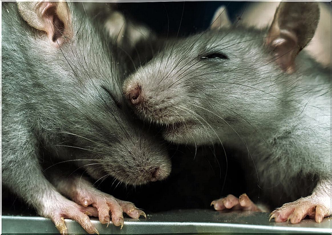 Rats with closed eyes