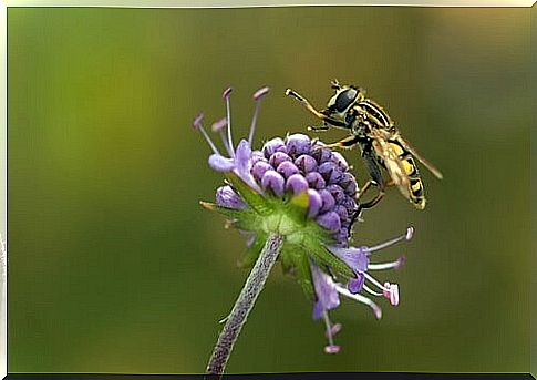 Bee on a flower