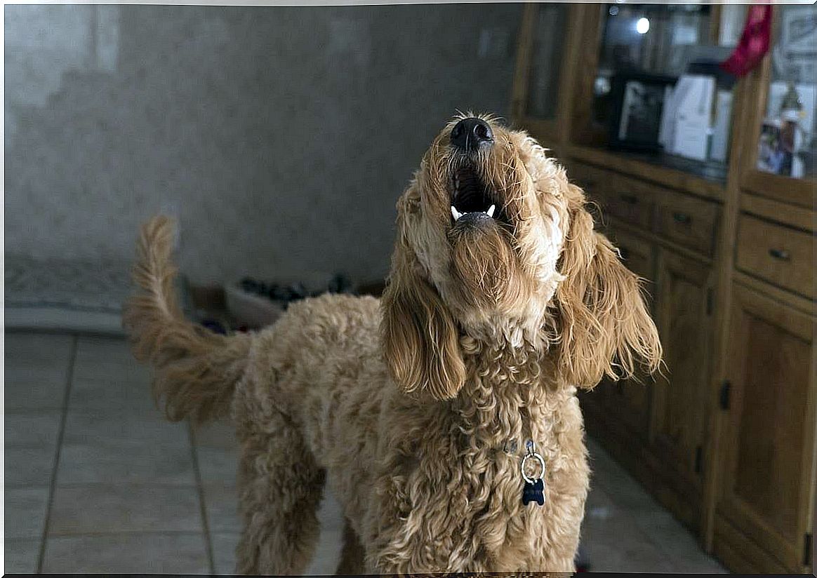 pet barking to represent separation anxiety in dogs