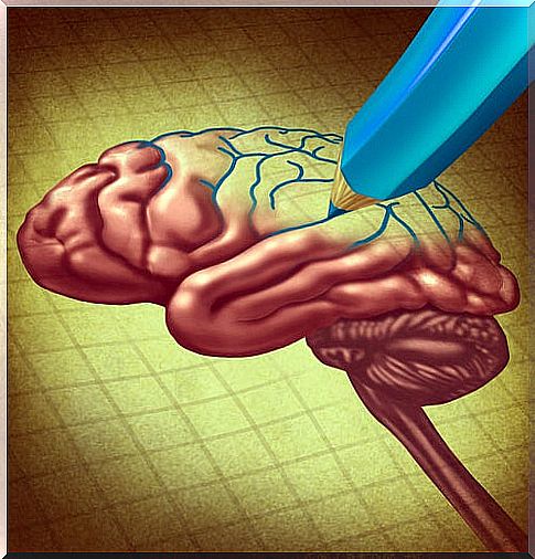 Pencil drawing a brain