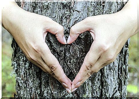 Hands making a heart shape on a tree