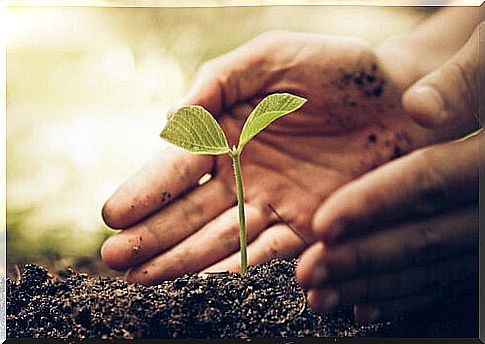 Hand circling a plant