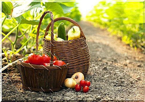 Garden food