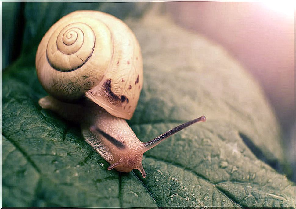 snail