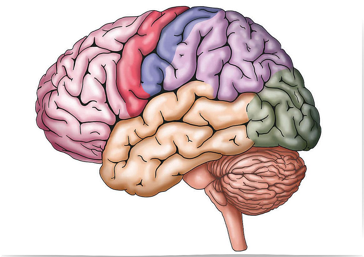 Brain anatomy