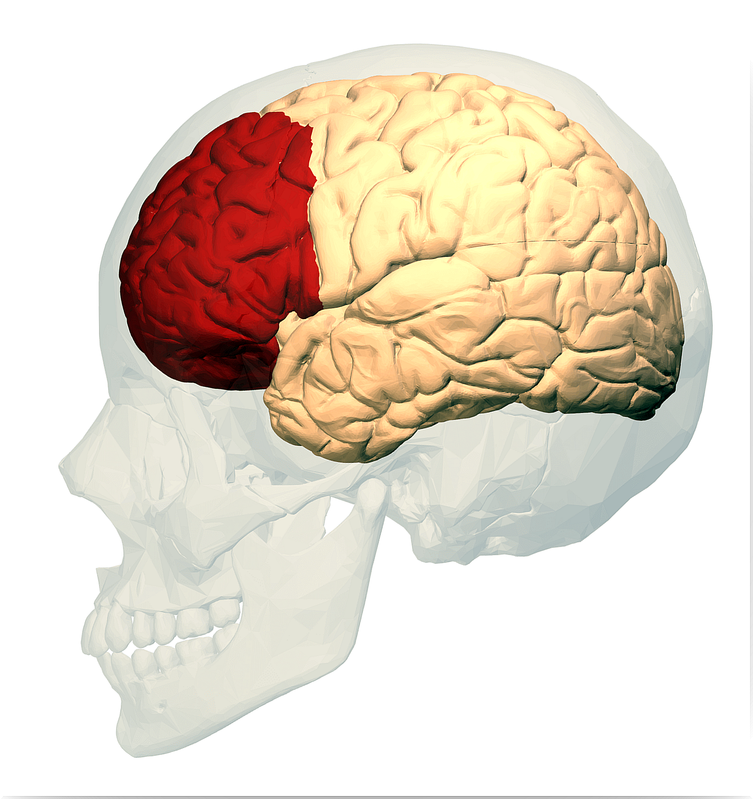 Prefrontal cortex